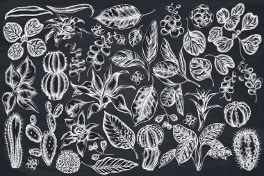 El yapımı tebeşir, iresine, kalanchoe, calathea, guzmania, kaktüs...