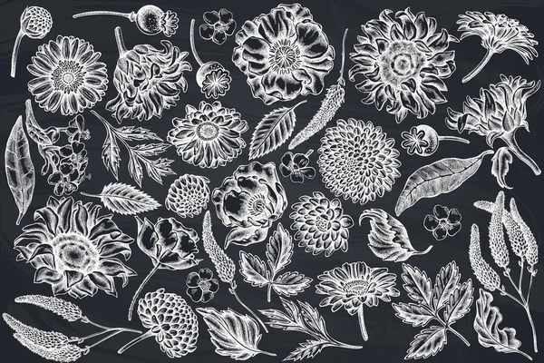 Vector set van met de hand getrokken krijt papaver bloem, gerbera, zonnebloem, melkkruid, dahlia, veronica — Stockvector