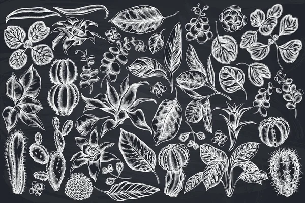 Conjunto vetorial de giz ficus desenhado à mão, iresina, calathea, guzmania, cacto —  Vetores de Stock