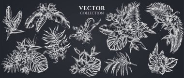 Tebeşir canavarı çiçeği, muz palmiyesi yaprakları, strelitzia, helikonya, tropikal palmiye yaprakları, orkide