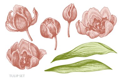 El yapımı pastel lalenin vektör kümesi