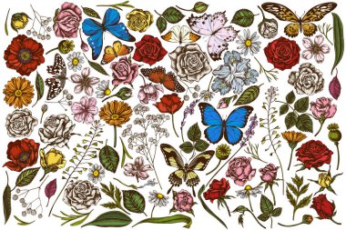 Vector el çizimi çoban çantası, heather, iris japonica, sakura, gypôila, papatya, badem, haşhaş çiçeği, calendula, menelaus blue morpho, blue morpho, limon kelebeği, kırmızı