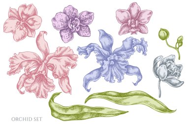 El çizimi pastel orkide vektör kümesi