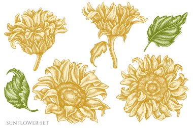 El yapımı pastel ayçiçeği.