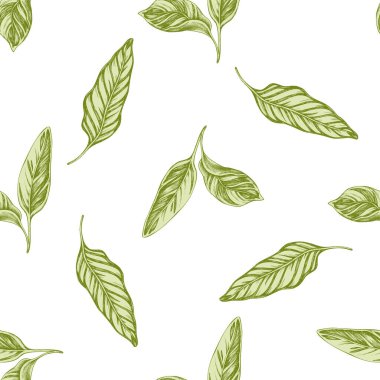 El çizimi pastel kalathea ile kusursuz bir desen.