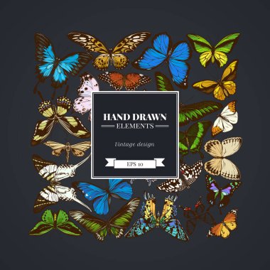 Square design on dark background with great orange-tip, emerald swallowtail, jungle queens, plain tiger, rajah brooke s birdwing, papilio torquatus, swallowtail butterfly clipart