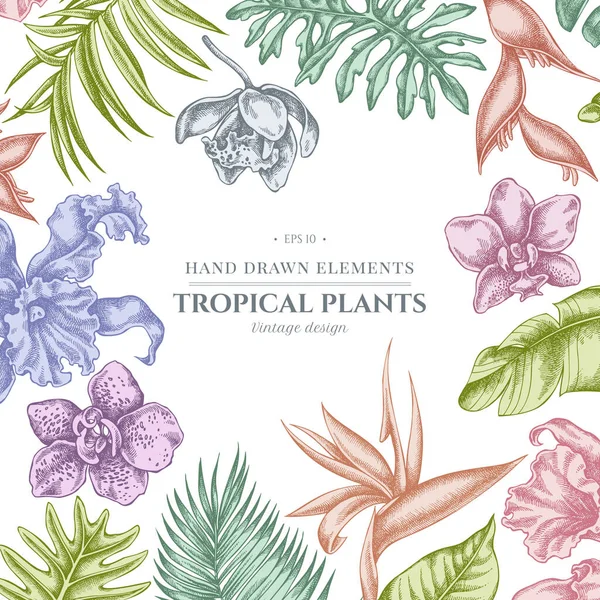 Virágos design pasztell monsterával, banán pálmalevéllel, strelitziával, heliconiával, trópusi pálmalevéllel, orchideával — Stock Vector