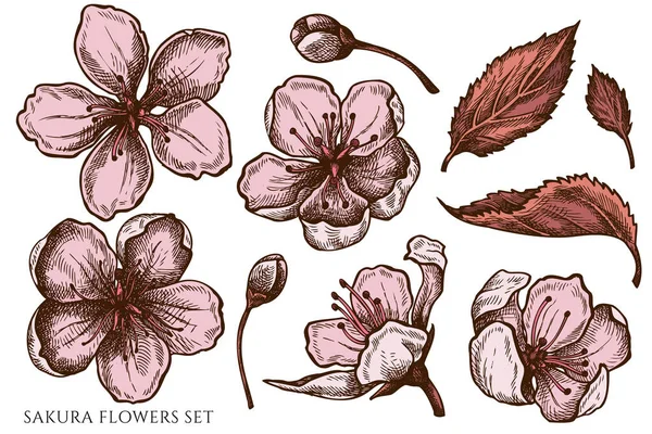 Conjunto vetorial de flores sakura coloridas desenhadas à mão —  Vetores de Stock