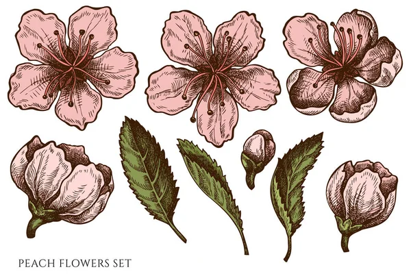 Διάνυσμα σετ ζωγραφισμένα στο χέρι χρωματιστά ροδακινί λουλούδια — Διανυσματικό Αρχείο