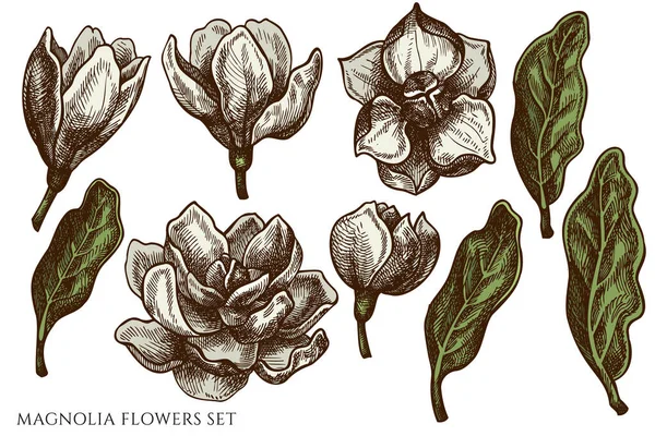 Vector set van de hand getrokken gekleurde magnolia bloemen — Stockvector