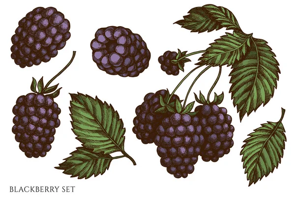 Vector set of hand drawn colored blackberry — Stock Vector