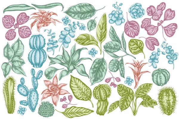Conjunto vectorial de ficus pastel dibujado a mano, iresina, kalanchoe, calatea, guzmania, cactus — Archivo Imágenes Vectoriales
