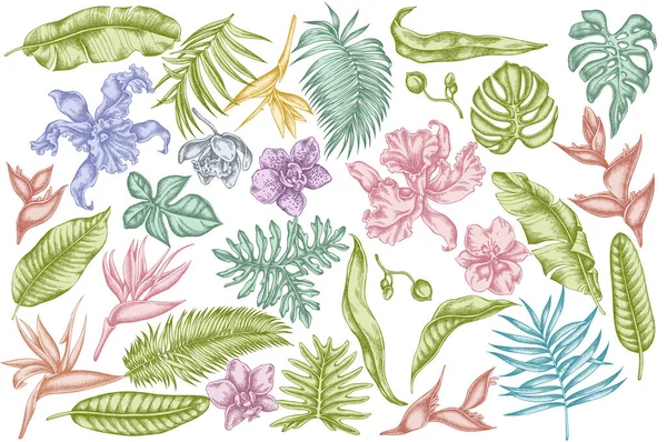Векторний набір рук, намальованих пастельними монстрами, листям бананової пальми, строліцією, геліконією, листям тропічної пальми, орхідеєю — стоковий вектор