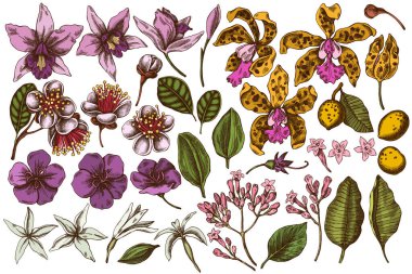 El çizimi vektör seti laelia, feijoa çiçekleri, görkemli çalı, papilio torquatus, cinchona, cattleya aclandiae