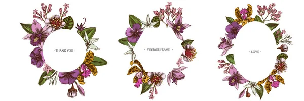 Květinové rámy s barevnou laelií, květy feijoa, křoví slávy, papilio torquatus, cinchona, cattleya aclandiae — Stockový vektor