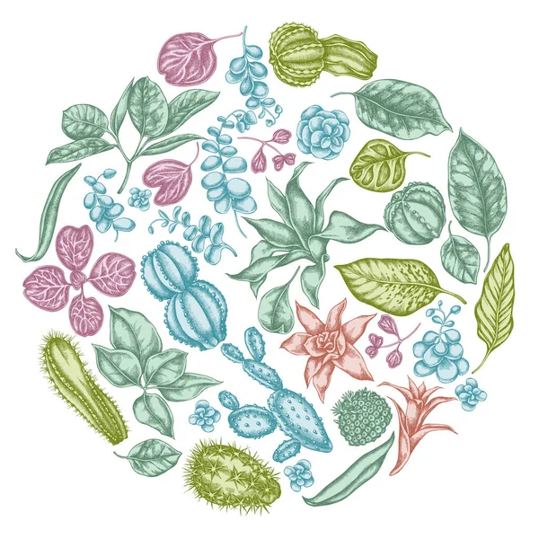 Diseño floral redondo con ficus pastel, iresina, kalanchoe, calatea, guzmania, cactus — Vector de stock