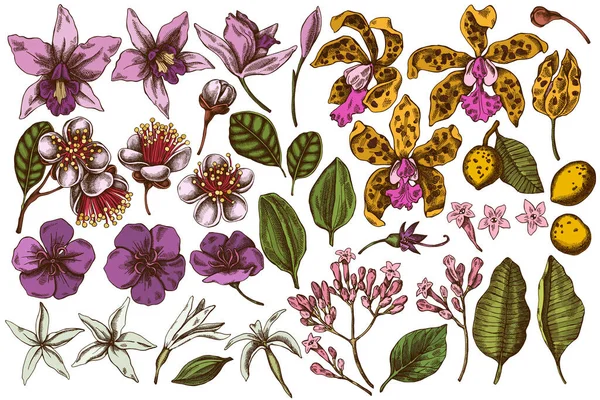 Conjunto vetorial de laelia colorida desenhada à mão, flores de feijoa, arbusto de glória, papilio torquatus, cinchona, cattleya aclandiae — Vetor de Stock
