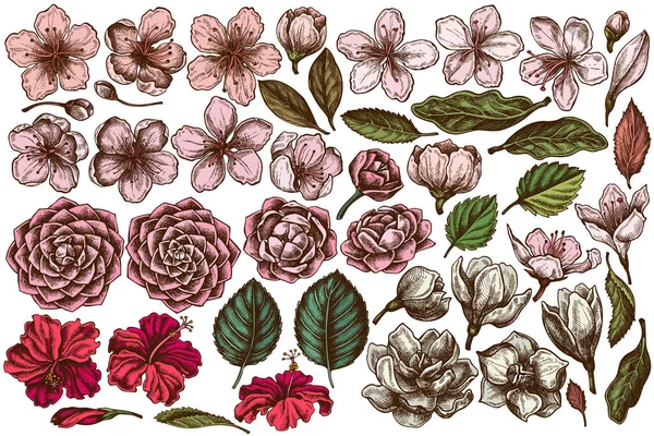 Vector set van hand getrokken gekleurde hibiscus, pruim bloemen, perzik bloemen, sakura bloemen, magnolia bloemen, camellia japonica — Stockvector