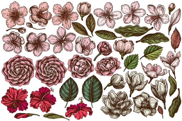 El boyası renkli amberçiçeği, erik çiçekleri, şeftali çiçekleri, sakura çiçekleri, manolya çiçekleri, kamelya japonica