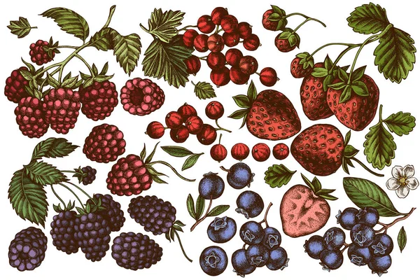 Vektor-Set von handgezeichneten farbigen Erdbeeren, Blaubeeren, roten Johannisbeeren, Himbeeren, Brombeeren — Stockvektor