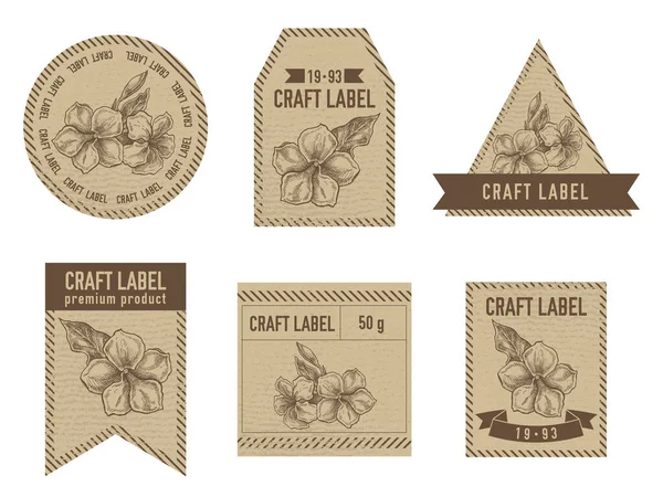 Etiquetas artesanales diseño vintage con ilustración de allamanda — Vector de stock