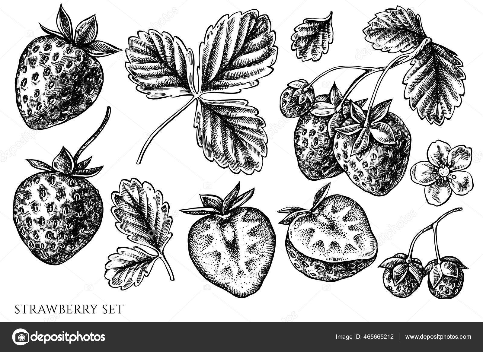 Vintage Strawberry Plant Drawing, Vintage Sketch of Strawberries