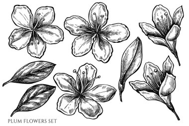 Siyah ve beyaz erik çiçekleri çizilmiş vektör seti