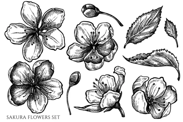 Ensemble vectoriel de fleurs de sakura noir et blanc dessinées à la main — Image vectorielle