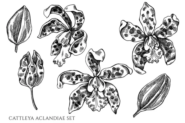 Vector set of hand drawn black and white cattleya aclandiae — Stock Vector
