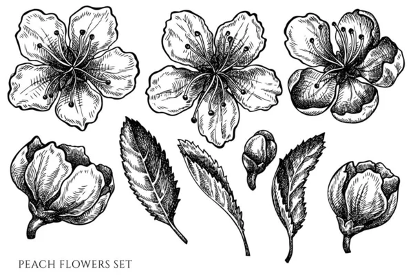 Vektorkészlet kézzel rajzolt fekete-fehér őszibarack virágok — Stock Vector