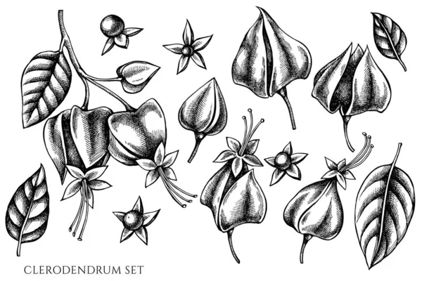 Vektor-Set von Hand gezeichnet schwarz und weiß Klerodendrum — Stockvektor