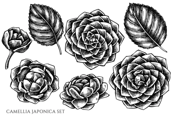 Ensemble vectoriel de camélia japonica noir et blanc dessiné à la main — Image vectorielle