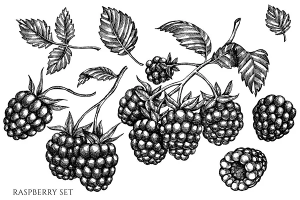 Ensemble vectoriel de framboises noires et blanches dessinées à la main — Image vectorielle