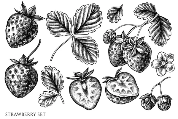 Vektor-Set von Hand gezeichnet schwarzer und weißer Erdbeere — Stockvektor