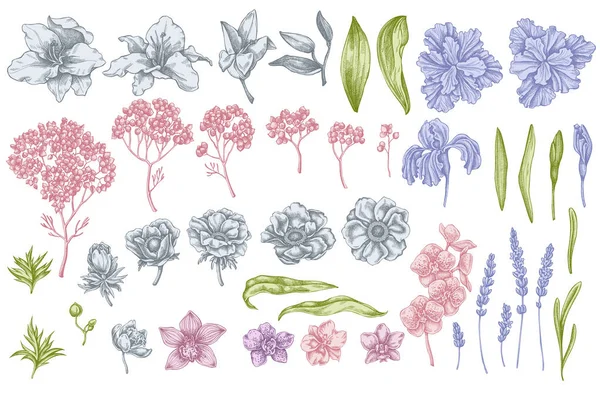 Conjunto vectorial de anémona pastel dibujada a mano, lavanda, romero eterno, falaenopsis, lirio, iris — Vector de stock