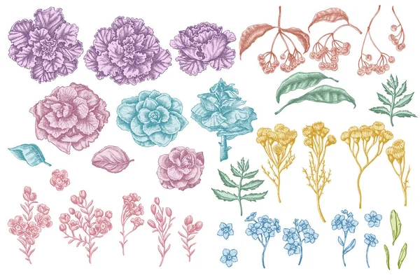 Vector set of hand drawn pastel wax flower, forget me not flower, tansy, ardisia, brassica, decorative cabbage — Stock Vector