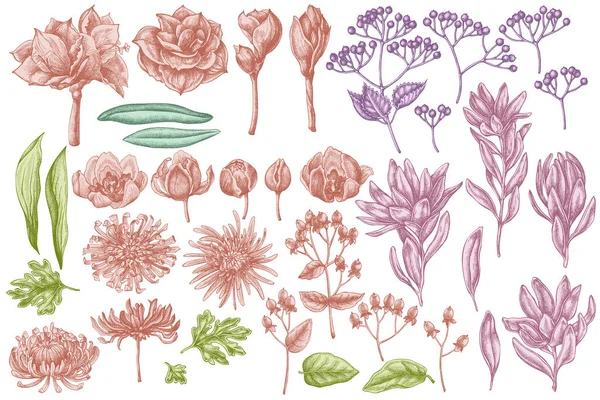 Conjunto vectorial de viburno pastel dibujado a mano, hypericum, tulipán, astro, leucadendro, amarilis — Archivo Imágenes Vectoriales