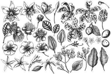 Siyah beyaz laelia, feijoa çiçekleri, görkemli çalı, papilio torquatus, cinchona, cattleya aclandiae