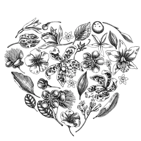 Design floral coração com laelia preto e branco, flores feijoa, arbusto glória, papilio torquatus, cinchona, cattleya aclandiae — Vetor de Stock