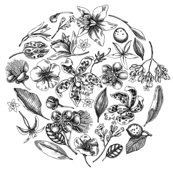 Projeto floral redondo com laelia preto e branco, flores de feijoa, arbusto de glória, papilio torquatus, cinchona, cattleya aclandiae —  Vetores de Stock