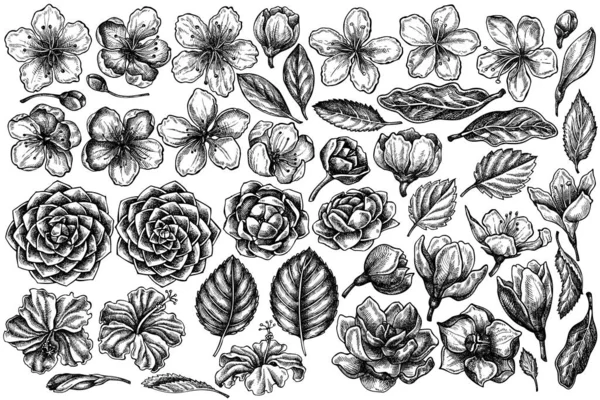 Conjunto vectorial de hibisco blanco y negro dibujado a mano, flores de ciruela, flores de melocotón, flores de sakura, flores de magnolia, camellia japonica — Archivo Imágenes Vectoriales