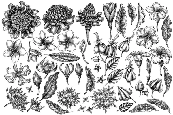 Vektor-set von hand gezeichnet schwarz-weiß plumeria, allamanda, clerodendrum, champak, etlingera, ixora — Stockvektor