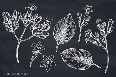 El çizimi tebeşir cinchona vektör kümesi