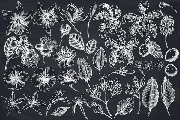 Vector set van met de hand getekend krijt laelia, feijoa bloemen, glorie bush, papilio torquatus, cinchona, cattleya aclandiae — Stockvector