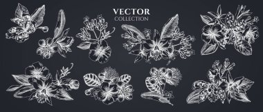 Tebeşir çiçeği laelia, feijoa çiçekleri, görkemli çalı, papilio torquatus, cinchona, cattleya aclandiae