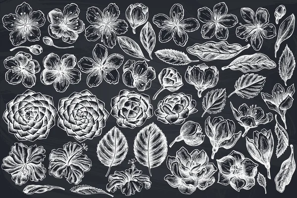 Conjunto vectorial de hibisco de tiza dibujado a mano, flores de ciruela, flores de melocotón, flores de sakura, flores de magnolia, camellia japonica — Archivo Imágenes Vectoriales