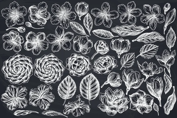 Vector set van met de hand getrokken krijt hibiscus, pruimen bloemen, perzik bloemen, sakura bloemen, magnolia bloemen, camellia japonica — Stockvector