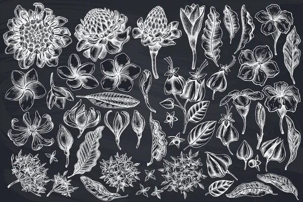 Vector set van met de hand getrokken krijt loodgieterij, allamanda, clerodendrum, champak, etlingera, ixora — Stockvector