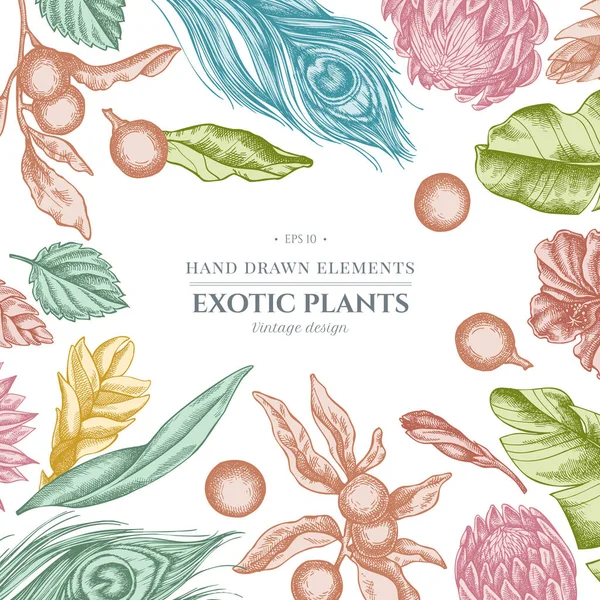 Desenho floral com folhas de bananeira pastel, hibisco, solanum, bromélia, penas de pavão, protea — Vetor de Stock