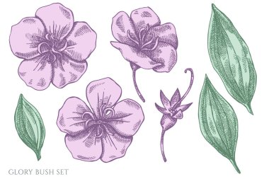 Morning Glory Flower Drawing Free Vector Eps Cdr Ai Svg Vector Illustration Graphic Art